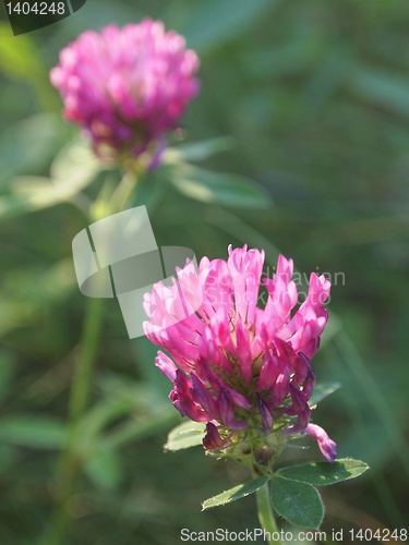 Image of Clover 