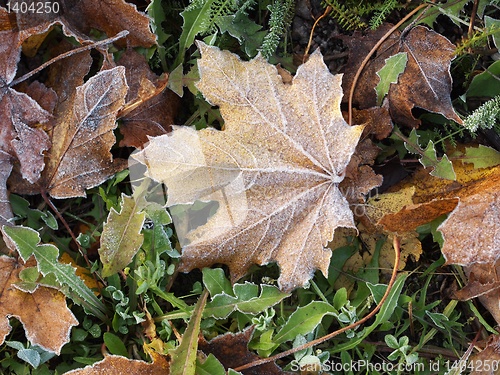 Image of Frost