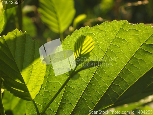 Image of Leaves