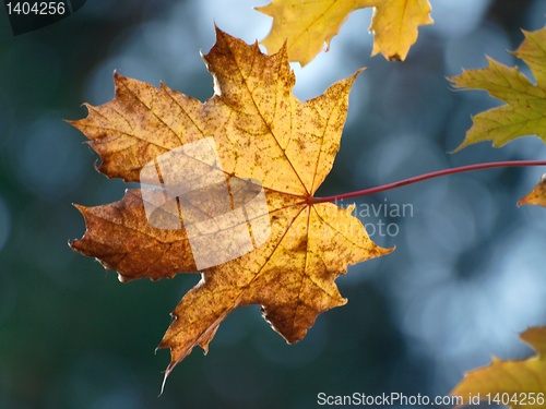 Image of Autumn Leaves