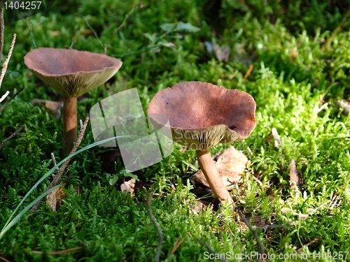 Image of Mushrooms 