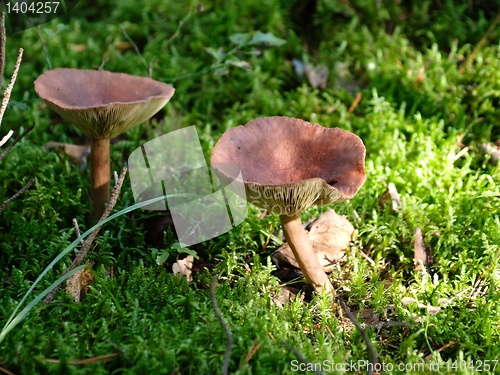 Image of Mushrooms 