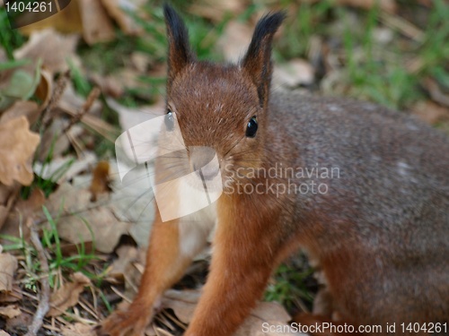 Image of Squirrel 