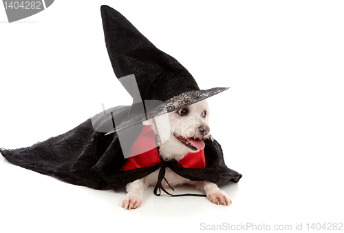 Image of Scary wizard or wicked witch dog