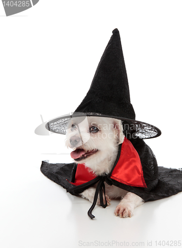 Image of Dog wearing a witch hat and cape