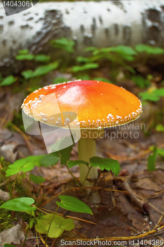 Image of Amanita