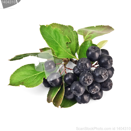 Image of Chokeberry