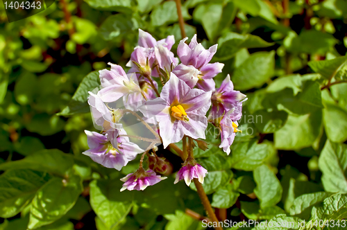 Image of Flower violet of potato 