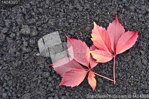 Image of Red grape leaves on the ground