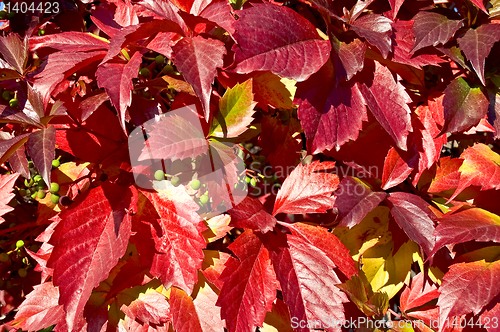 Image of The texture of red vine leaves