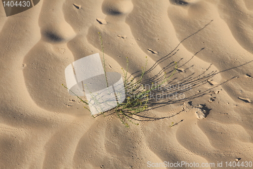 Image of Alone plant growing in the desert