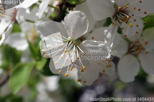 Image of Close up of fruit flowers in the earliest springtime