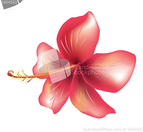 Image of Flower hibiscus