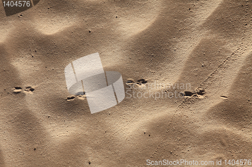 Image of Wind textures on sand in Sahara