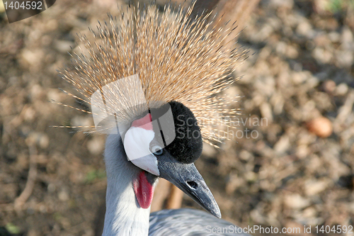 Image of head heron balearica