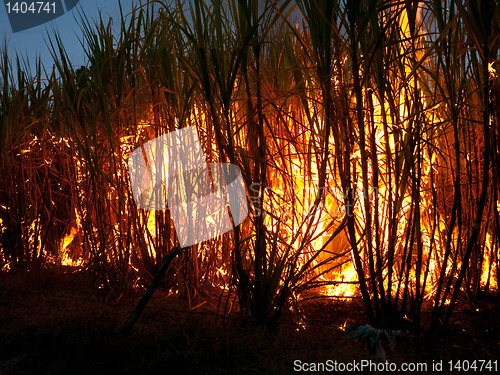 Image of Sugarcane field on fire