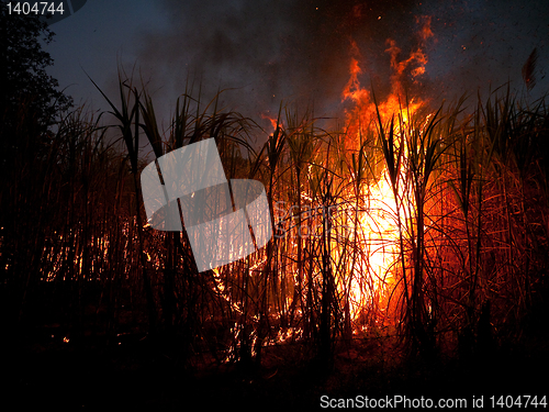 Image of Sugarcane field on fire