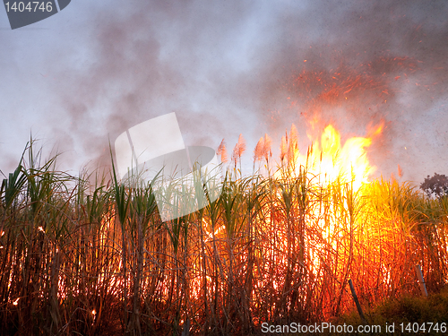 Image of Sugarcane field on fire