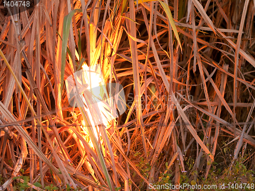 Image of Sugarcane field on fire