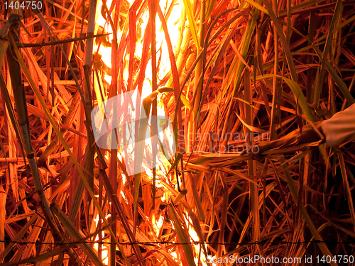 Image of Sugarcane field on fire