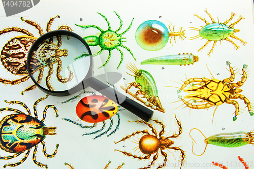 Image of collection of beetles and Magnifier