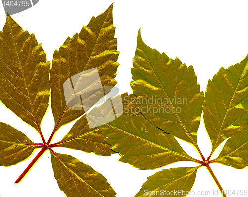 Image of      isolated golden leafs