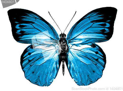 Image of butterfly isolated 