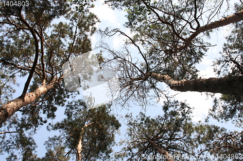 Image of sky and trees