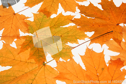 Image of red autumn leafs as background