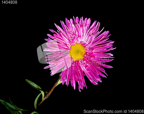 Image of  isolated pink flower