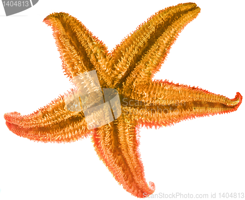 Image of starfish isolated