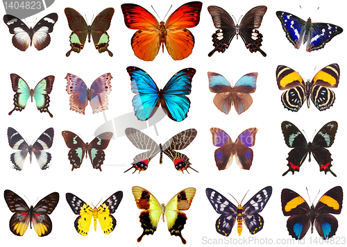 Image of Some various butterflies isolated on  white