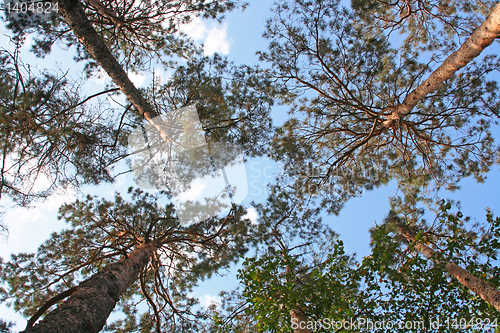 Image of tree and sky