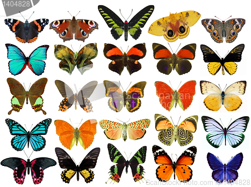 Image of Some various butterflies isolated on white