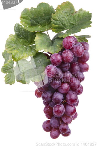 Image of red wine grape, isolated 