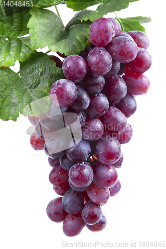 Image of red wine grape, isolated