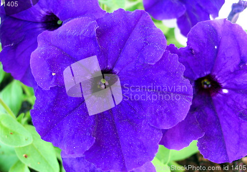 Image of Natural Purple