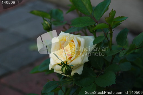 Image of Yellow rose