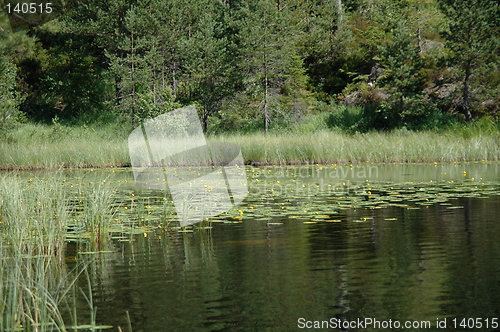 Image of forest lake with water lilies