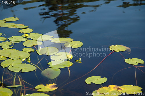 Image of waterlilies