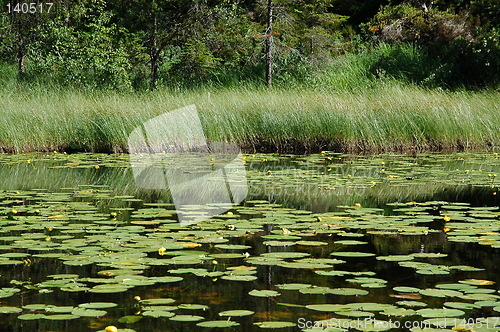 Image of waterlilies