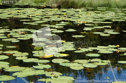 Image of waterlilies