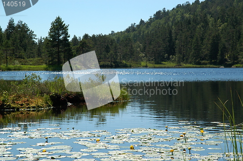 Image of Quiet lake with water lilies