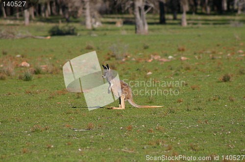 Image of kangaroo baby