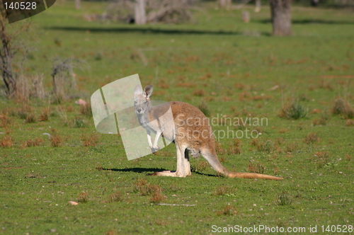 Image of kangaroo