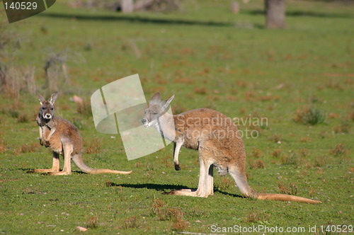 Image of kangaroo mother with baby