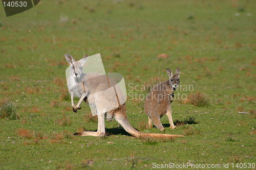 Image of kangaroos