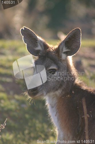 Image of kangaroo