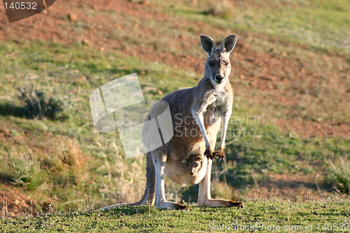 Image of kangaroo with baby