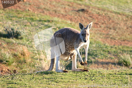 Image of kangaroo with baby